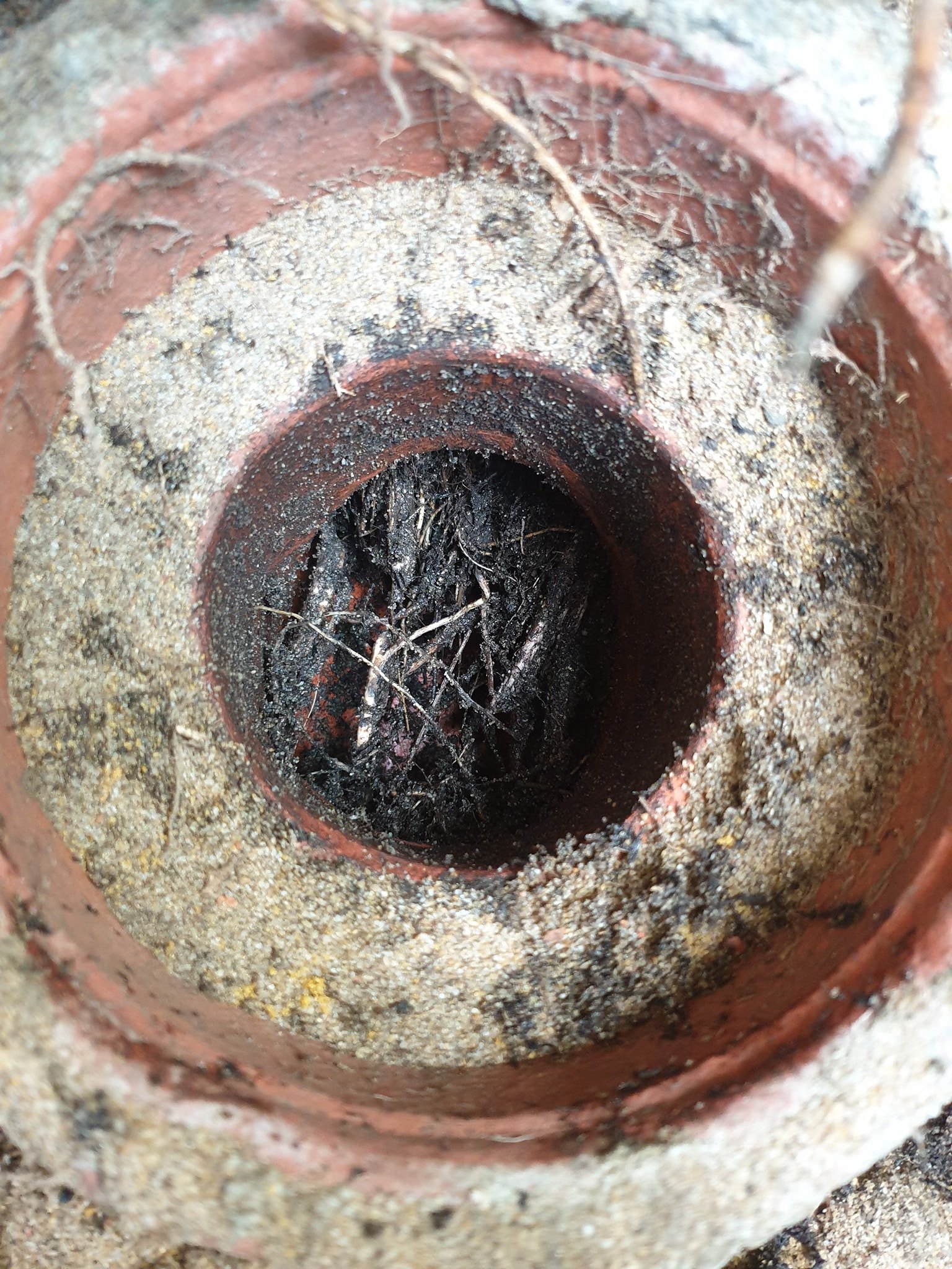 Blocked drain from tree roots